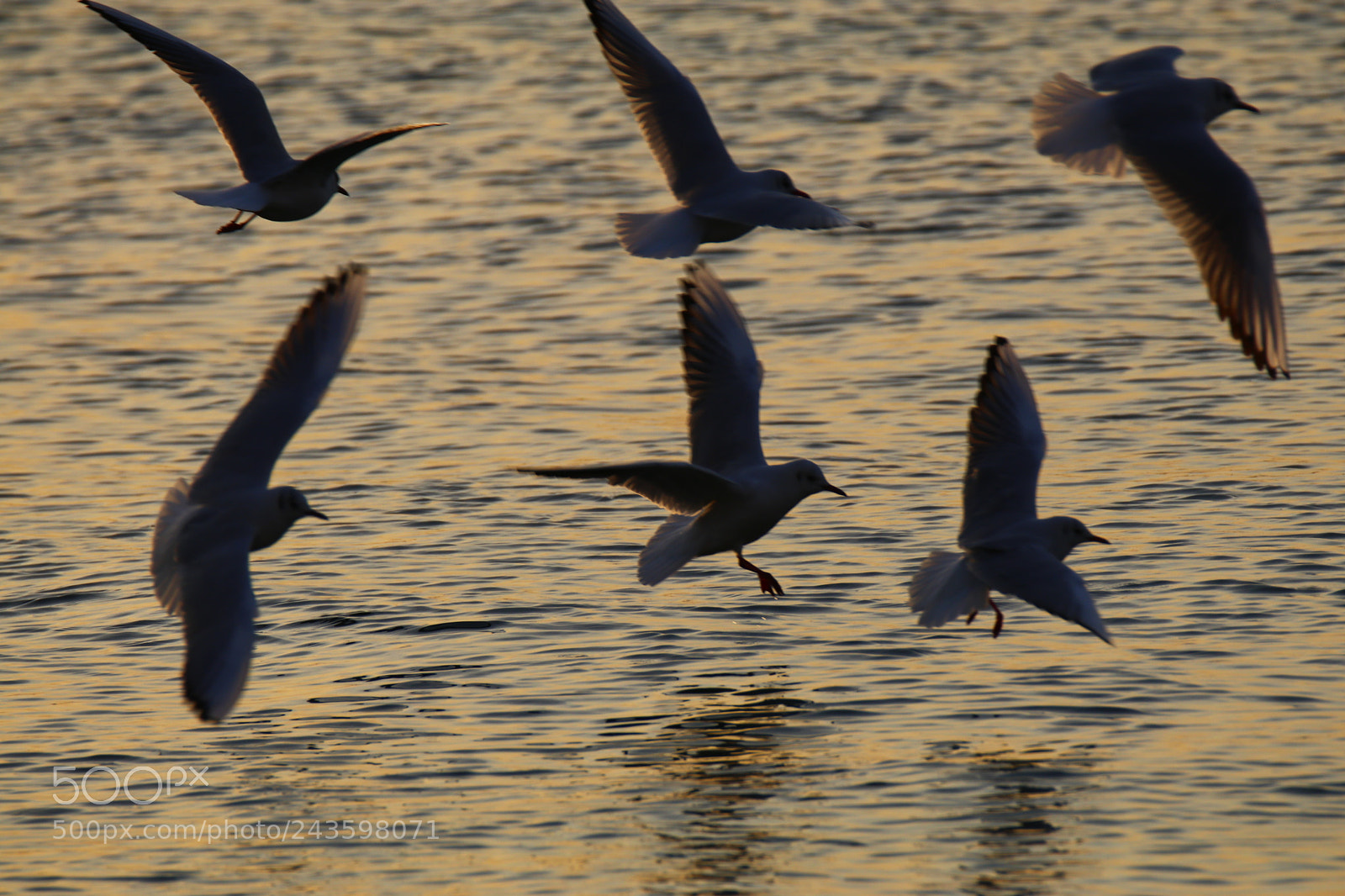 Tamron SP 150-600mm F5-6.3 Di VC USD sample photo. The spirit of the photography