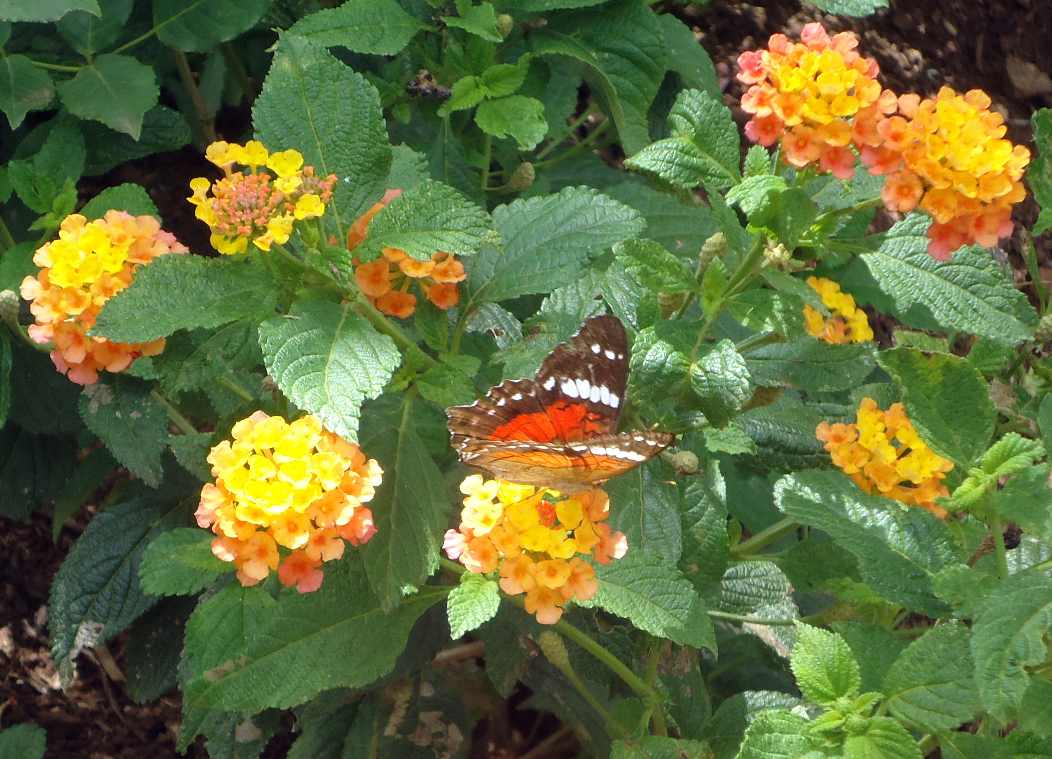 Sony Cyber-shot DSC-W530 sample photo. Butterfly among the flowers photography