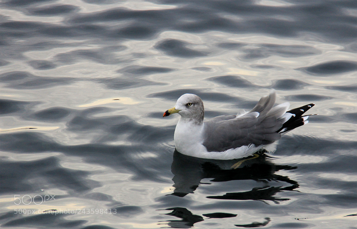 Canon EOS 60D sample photo. Untitled photography