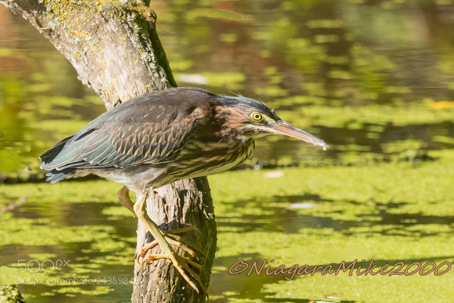 Nikon D810 sample photo. Green heron photography