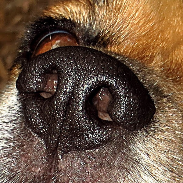 Canon PowerShot SX260 HS sample photo. Beagle nose photography