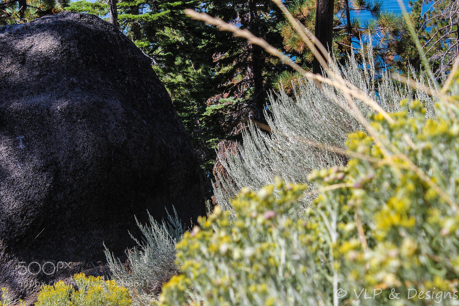 Canon EOS 1200D (EOS Rebel T5 / EOS Kiss X70 / EOS Hi) sample photo. Black bear photography