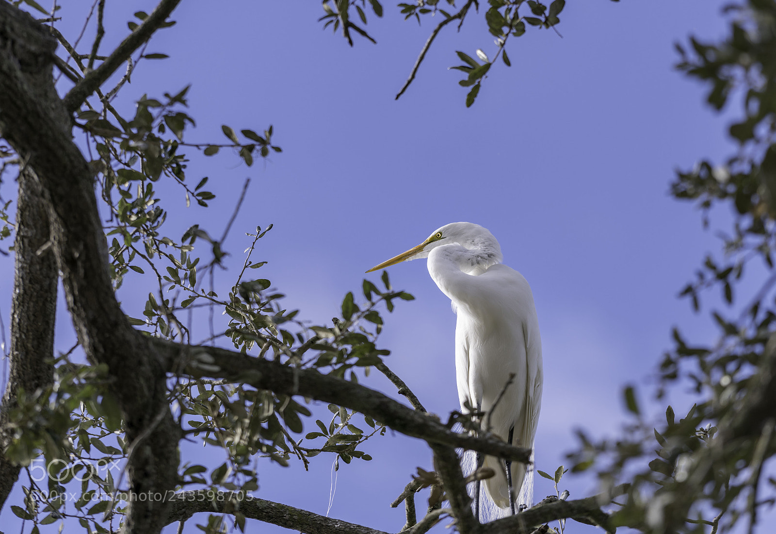 Sony a7R II sample photo. Great egret photography