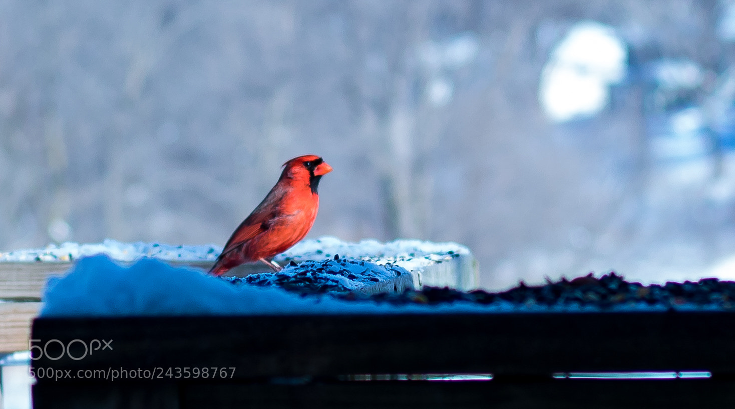 Canon EOS 1300D (EOS Rebel T6 / EOS Kiss X80) sample photo. Sunning cardinal photography