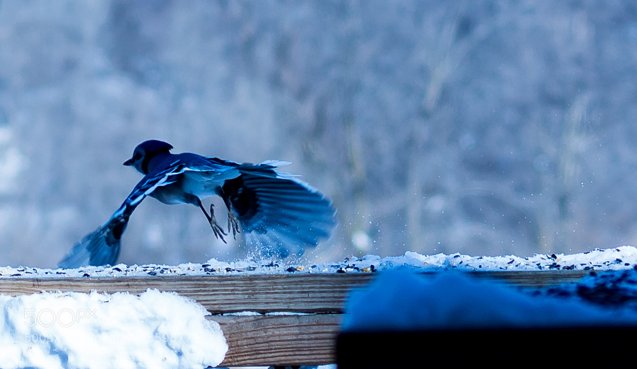 Canon EOS 1300D (EOS Rebel T6 / EOS Kiss X80) sample photo. Fly with me photography