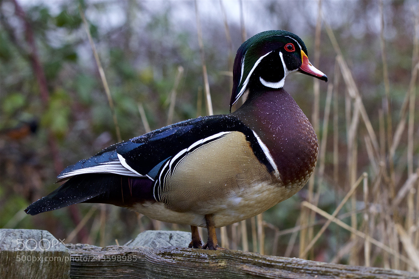 Canon EOS 7D Mark II sample photo. A male woodduck photography