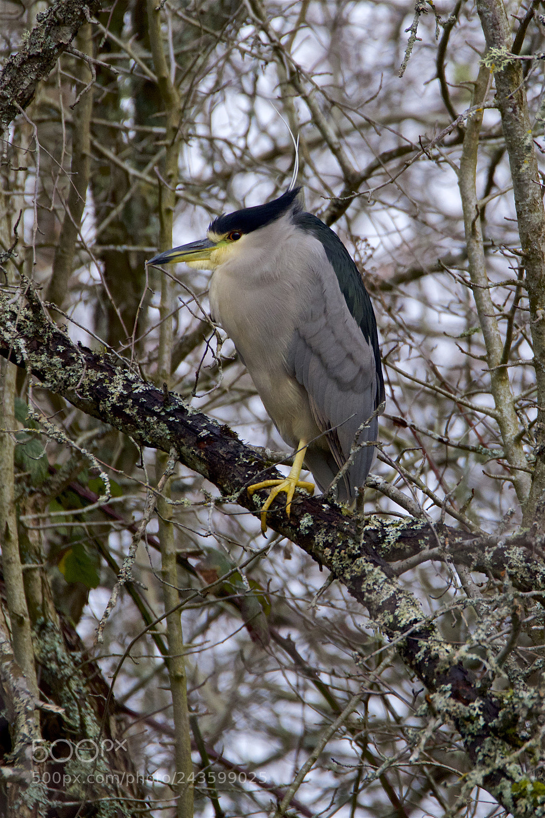 Canon EOS 7D Mark II sample photo. A night heron photography