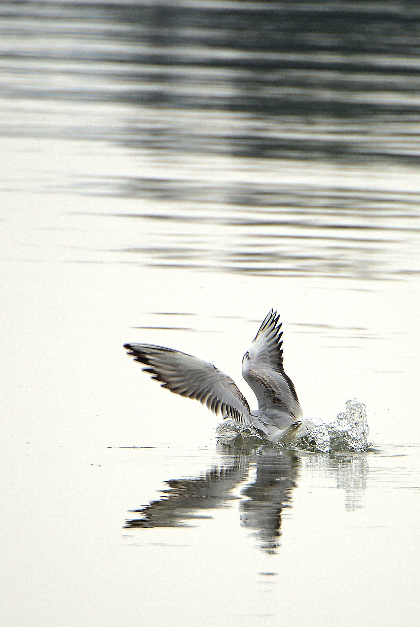 Nikon D800 sample photo