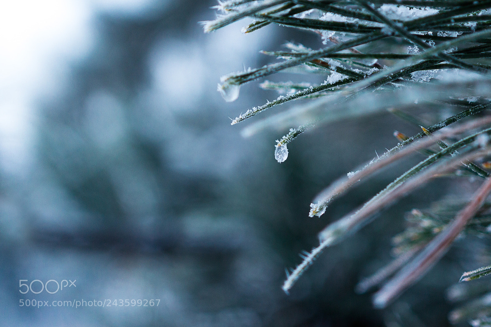 Canon EOS 60D sample photo. Needles photography