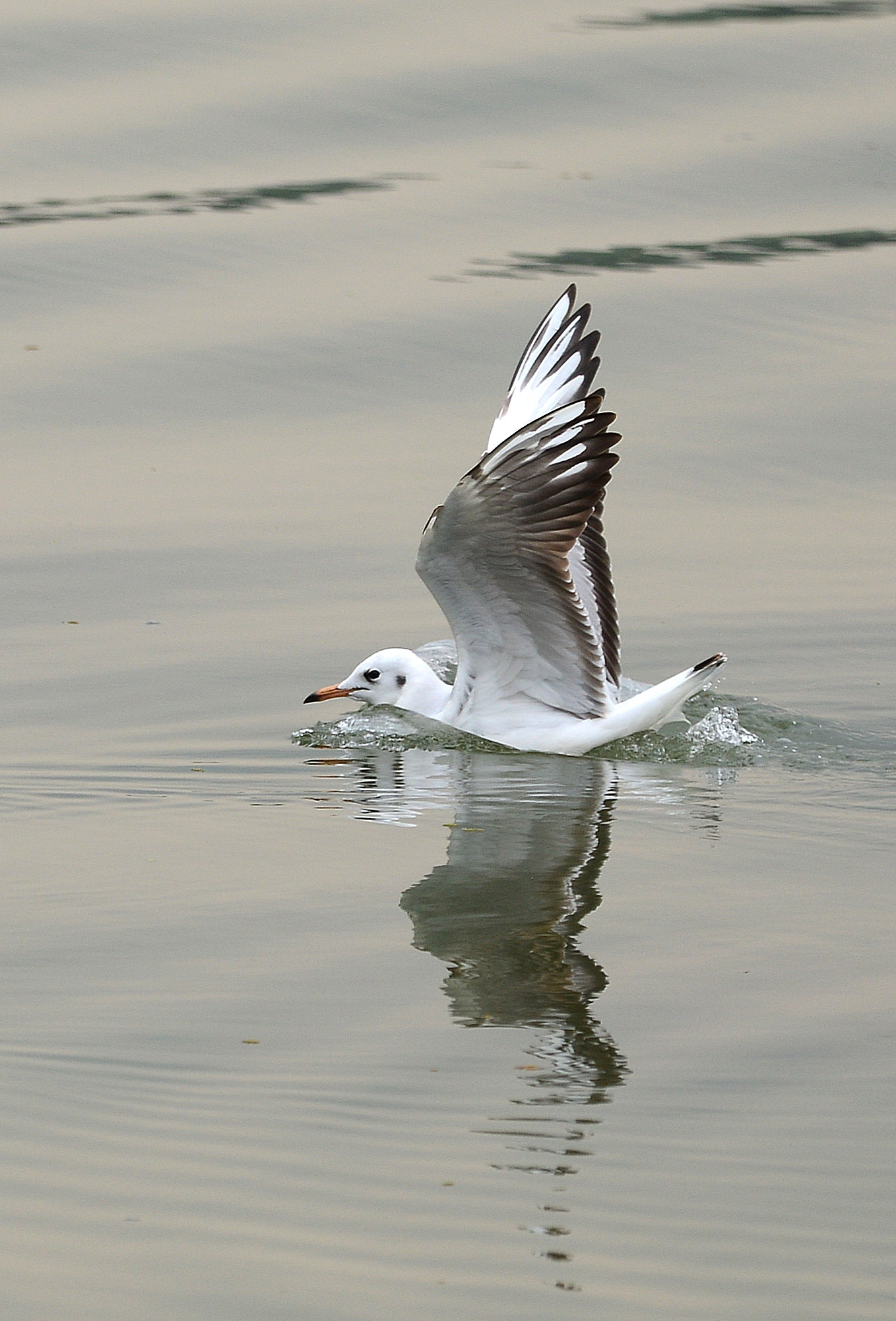 Nikon D800 sample photo