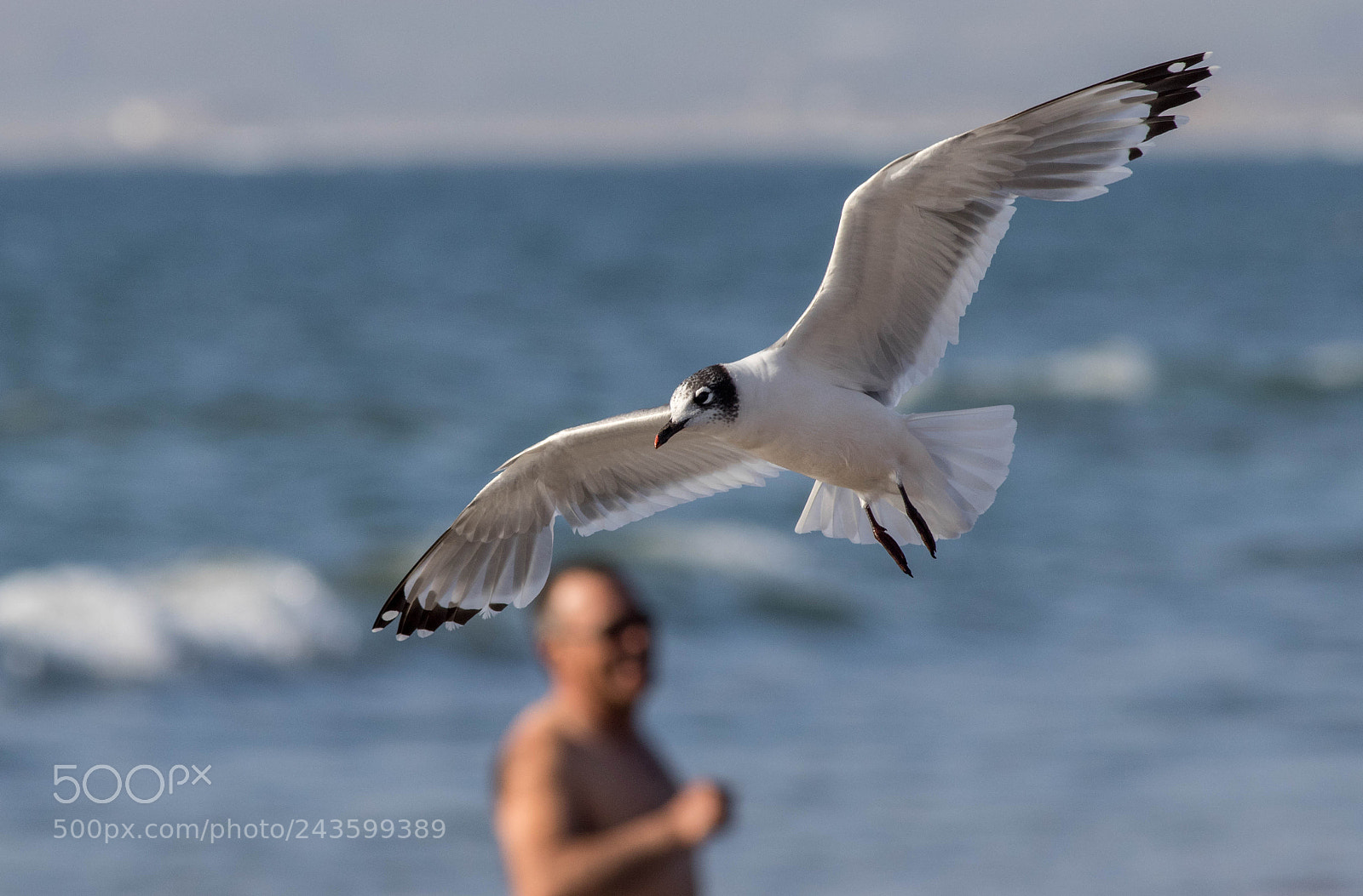Canon EOS 7D Mark II sample photo. Gaviota photography