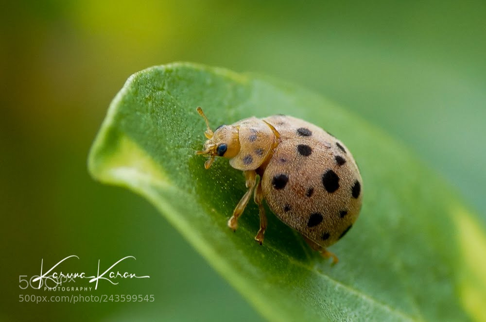 Sony SLT-A58 sample photo. Lady bug !!! photography