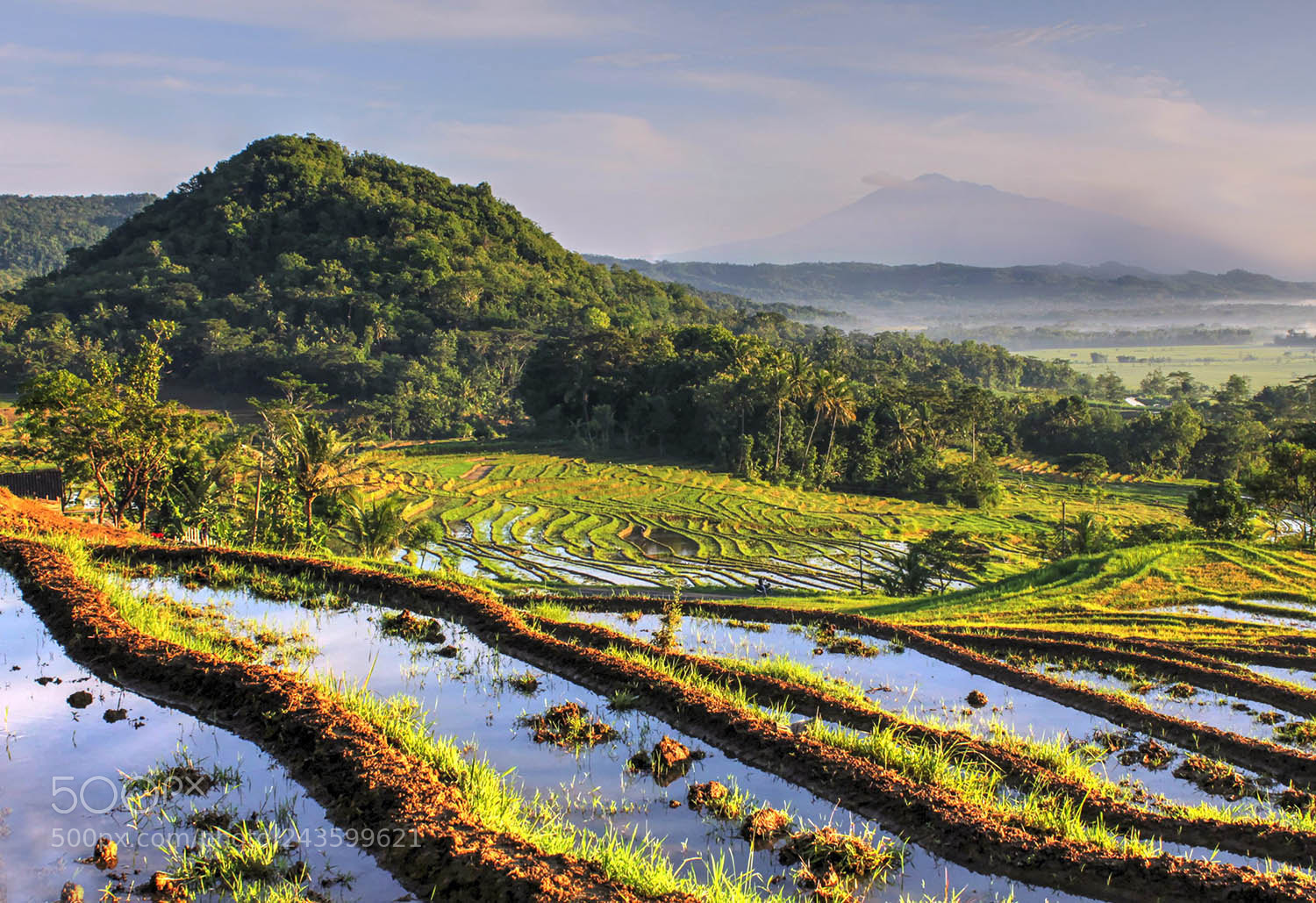 Canon EOS 650D (EOS Rebel T4i / EOS Kiss X6i) sample photo. Rice field photography