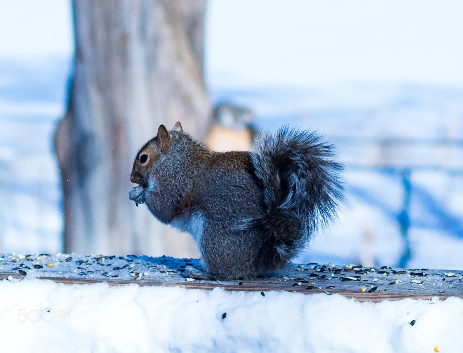 Canon EOS 1300D (EOS Rebel T6 / EOS Kiss X80) sample photo. Winter squirrel photography