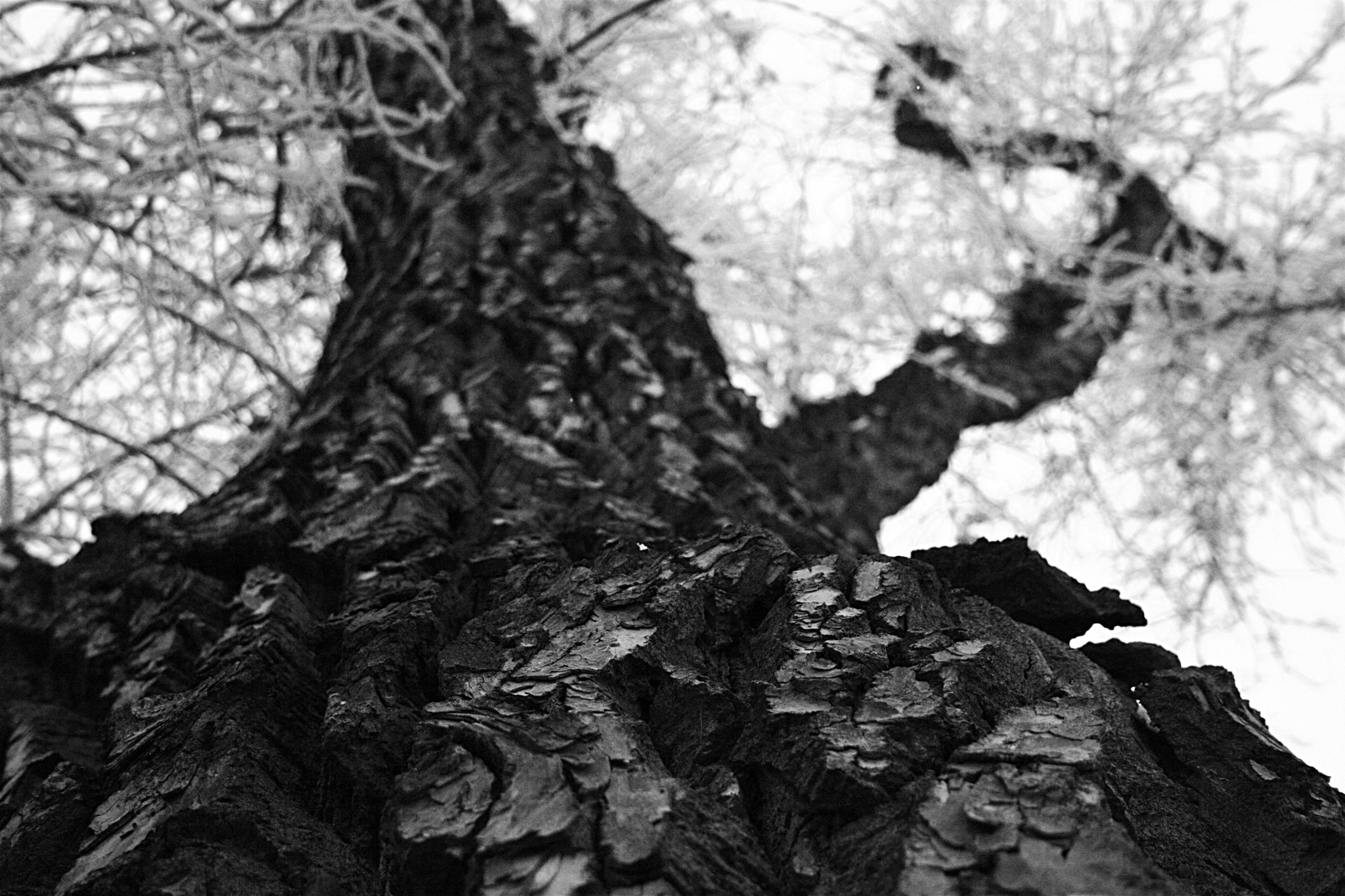 Canon EF-S 18-55mm F3.5-5.6 sample photo. Bark photography