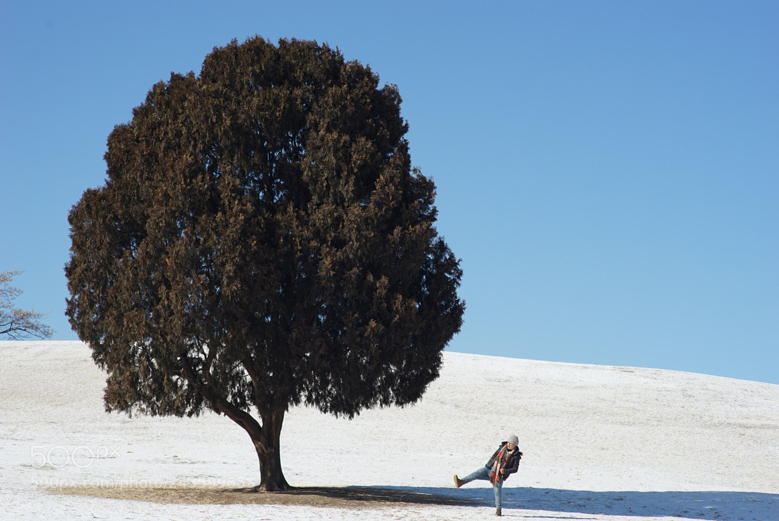 Sony a7 II sample photo. Lonely tree photography