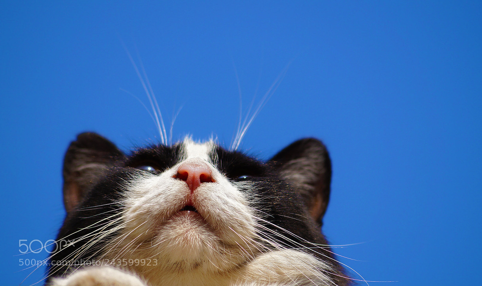 Sony SLT-A37 sample photo. Cat photography