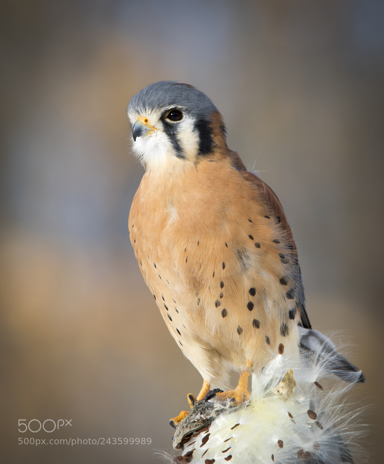 Canon EOS 7D Mark II sample photo. Peregrine falcon photography