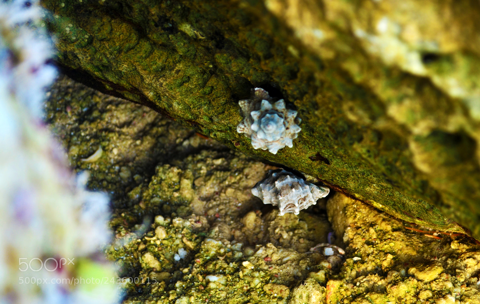 Nikon D5100 sample photo. Shell photography