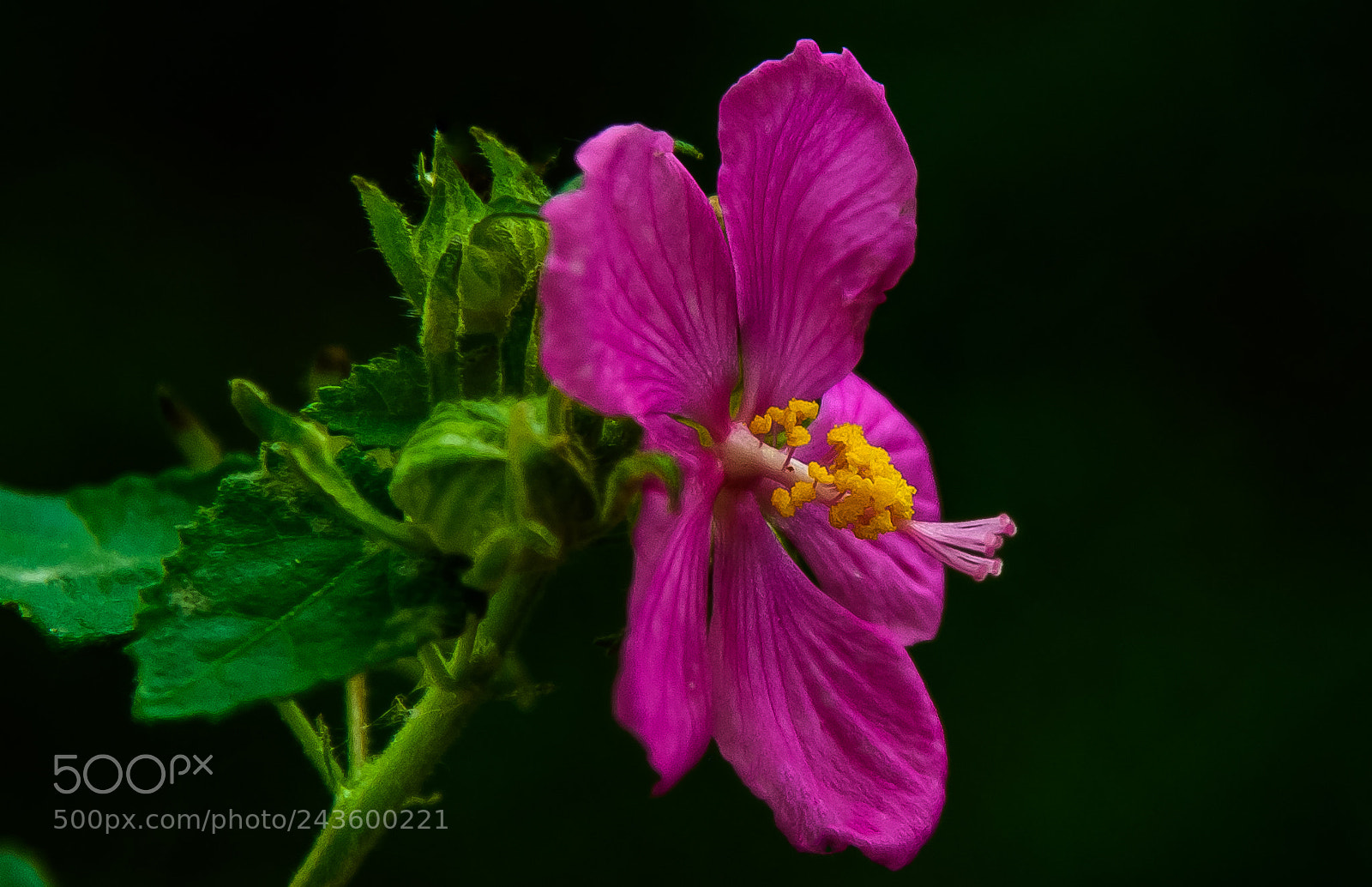 Nikon D810 sample photo. Rose of sharon !! photography