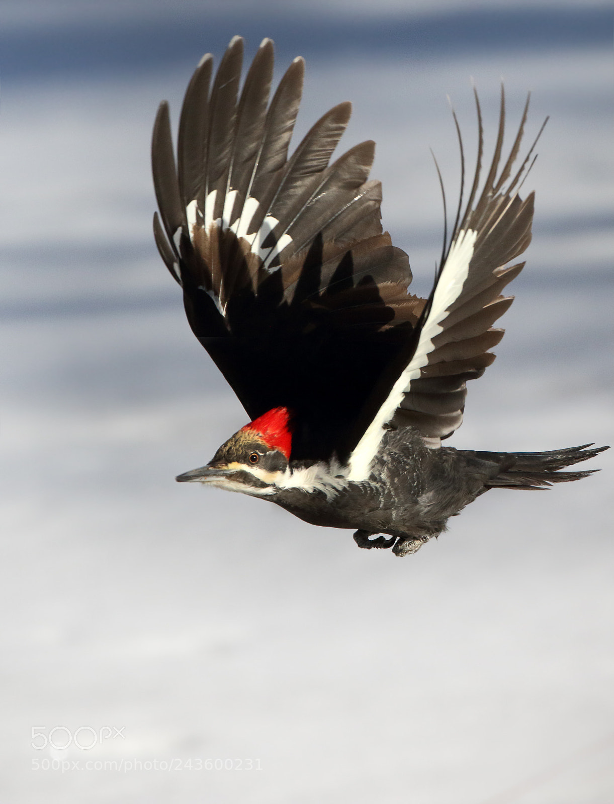 Canon EOS 7D Mark II sample photo. Wing power photography