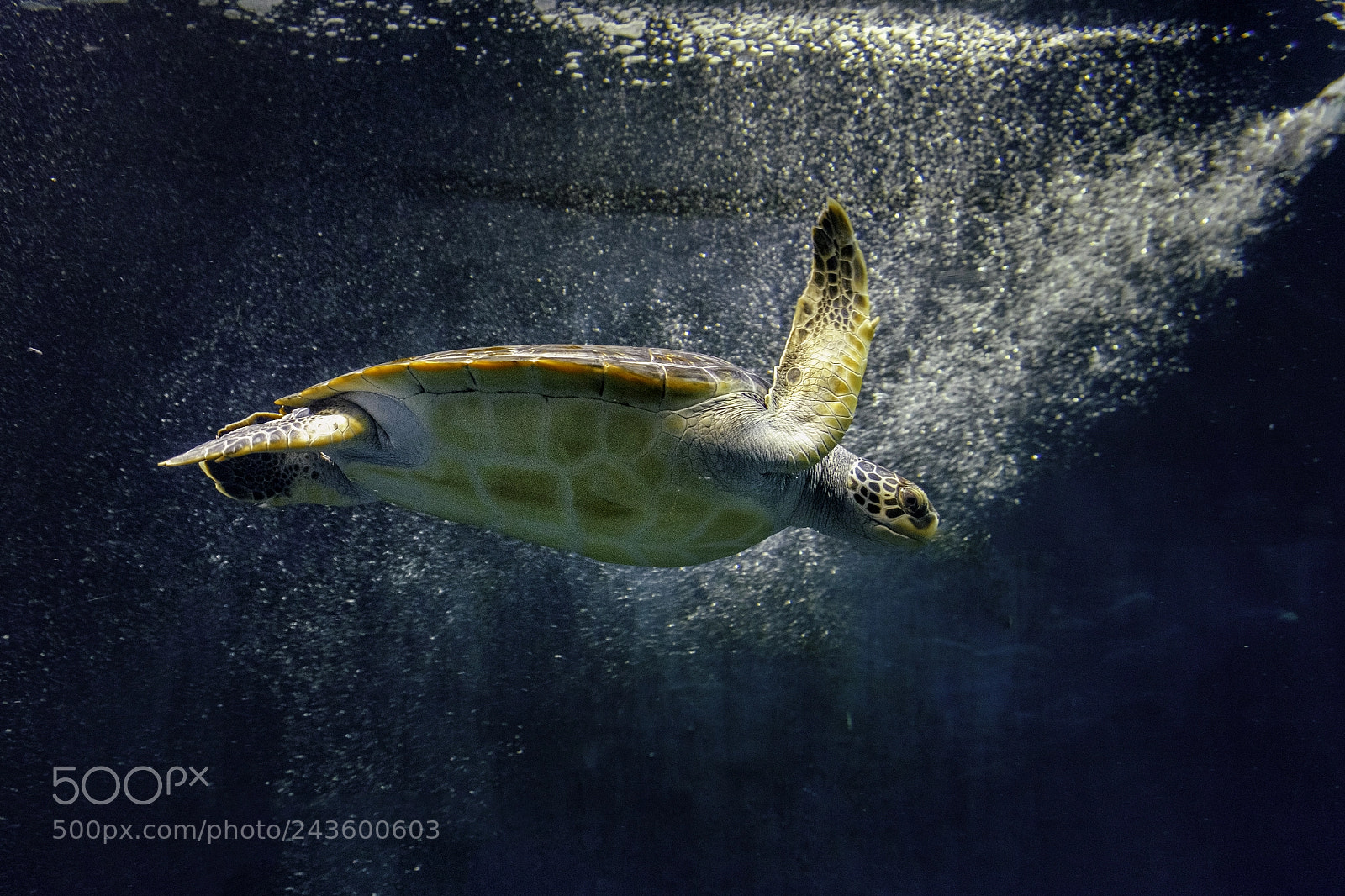 Fujifilm X-E2 sample photo. Turtle photography