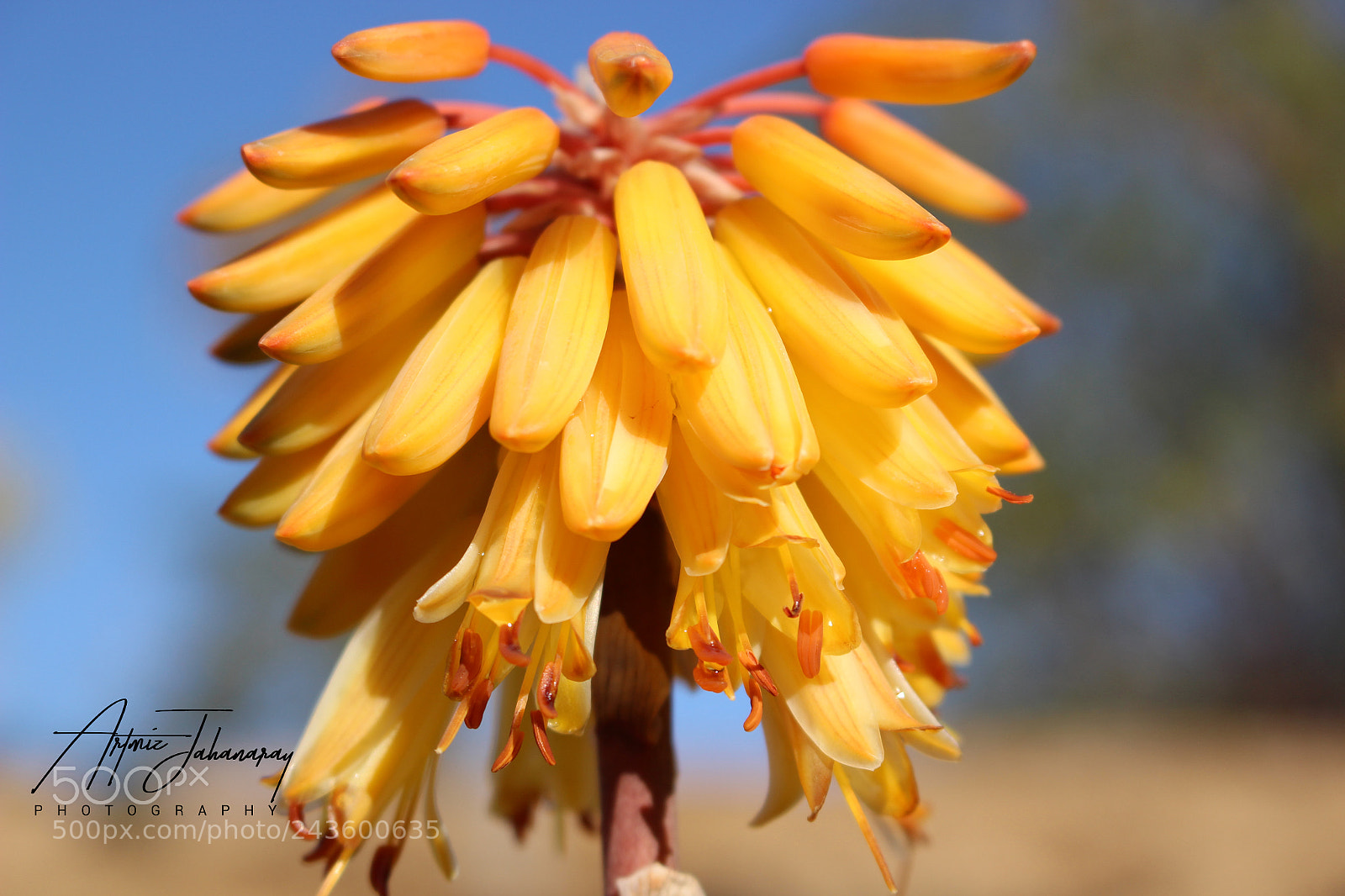 Canon EOS 100D (EOS Rebel SL1 / EOS Kiss X7) sample photo. Kniphofia photography