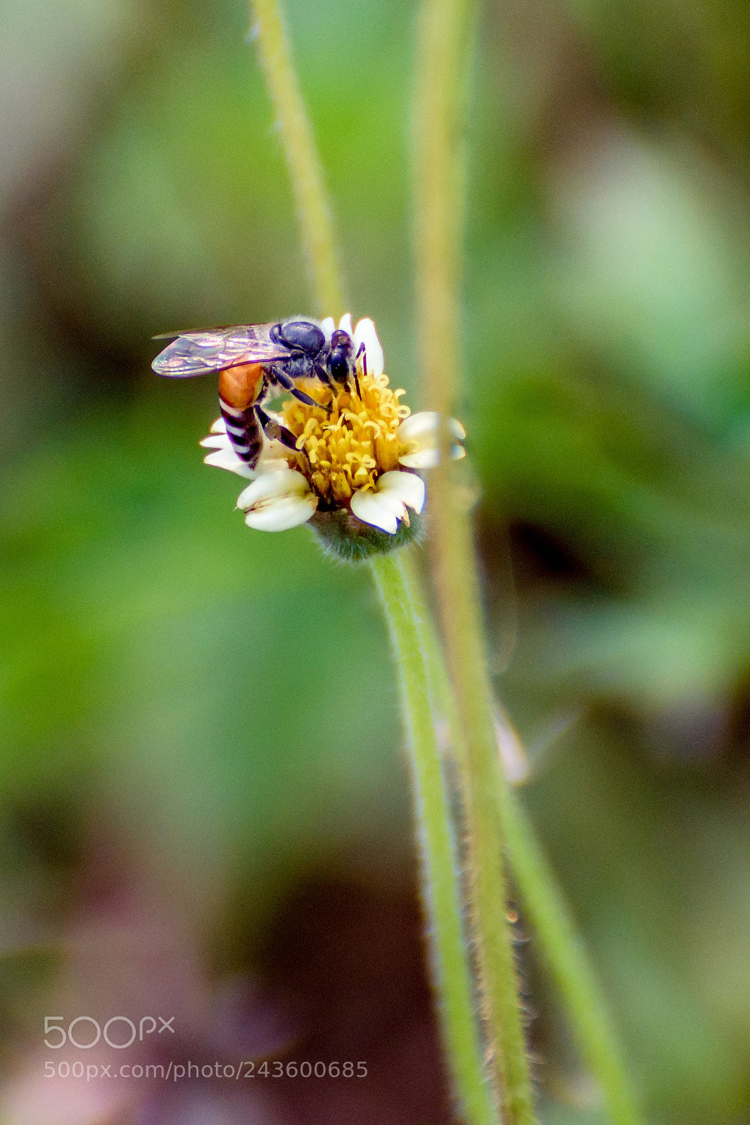 Nikon D500 sample photo. Bee and flower photography