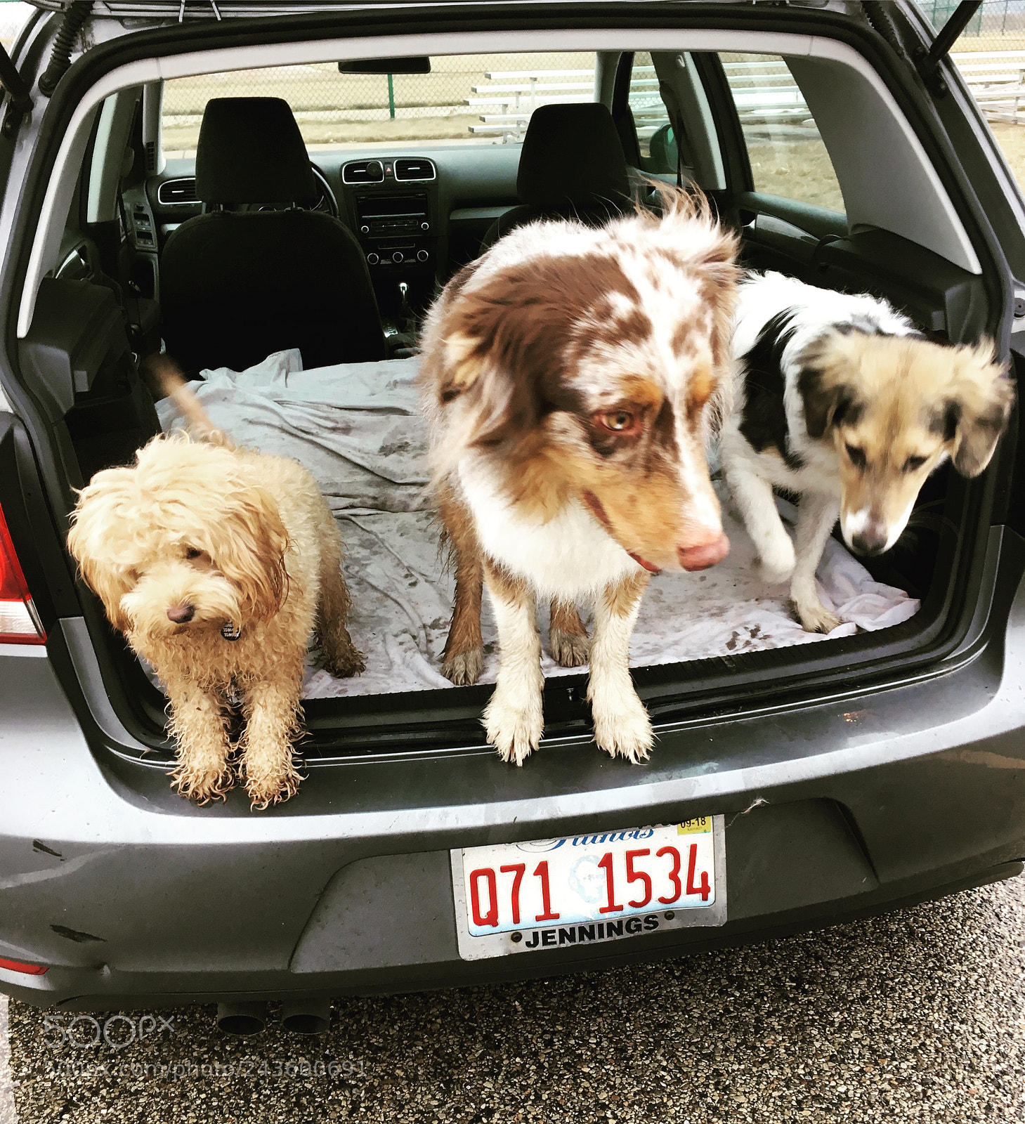 Apple iPhone SE sample photo. Wet dogs after playing photography