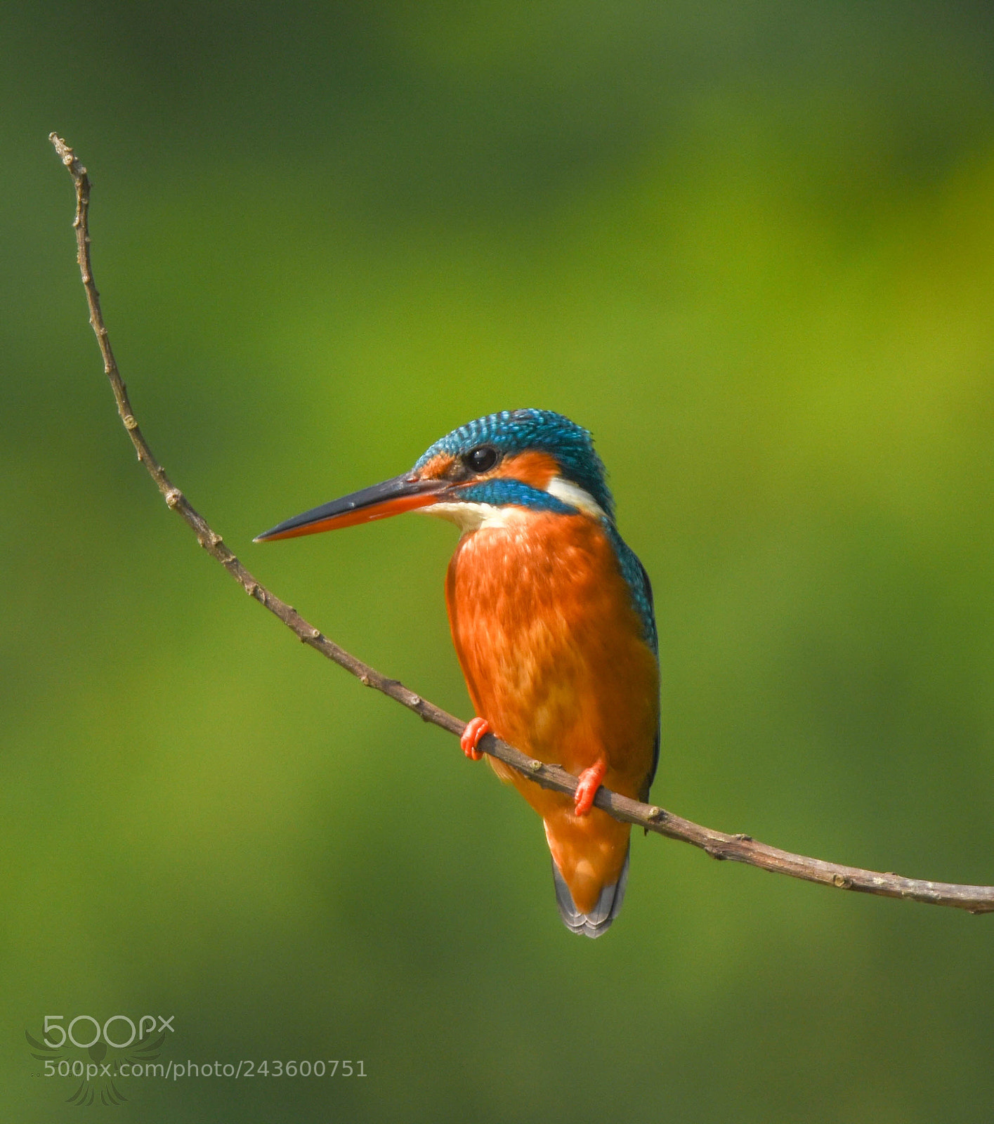 Nikon D7200 sample photo. Common kingfisher photography