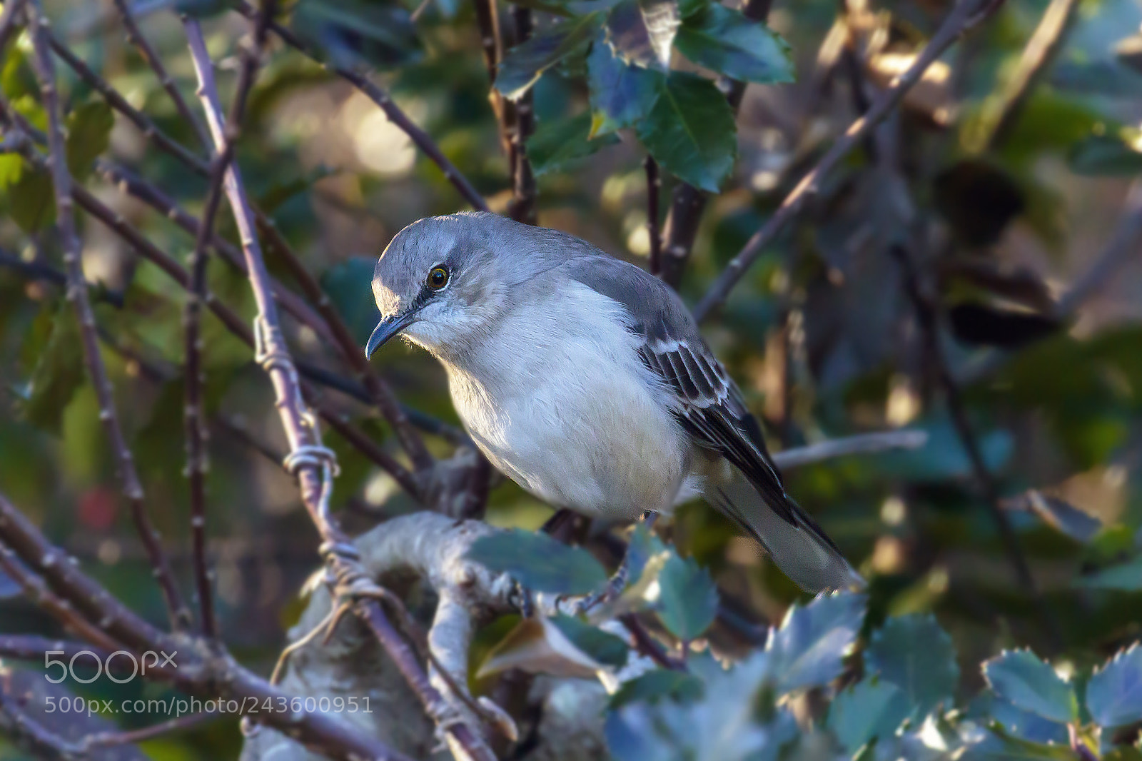 Canon EOS 7D Mark II sample photo. Northern mockingbird ii photography