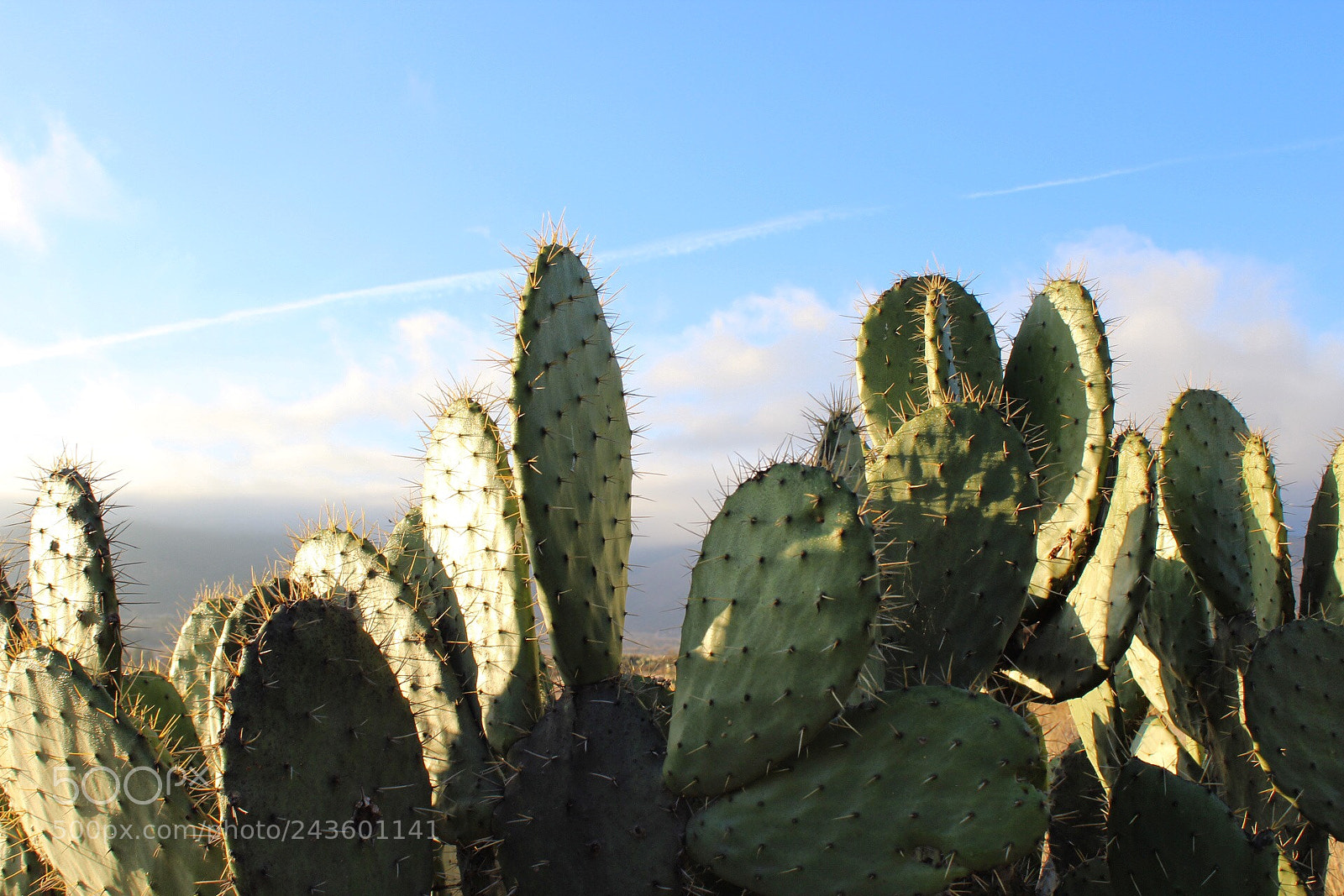 Canon EOS 1300D (EOS Rebel T6 / EOS Kiss X80) sample photo. Nopales, here in m photography