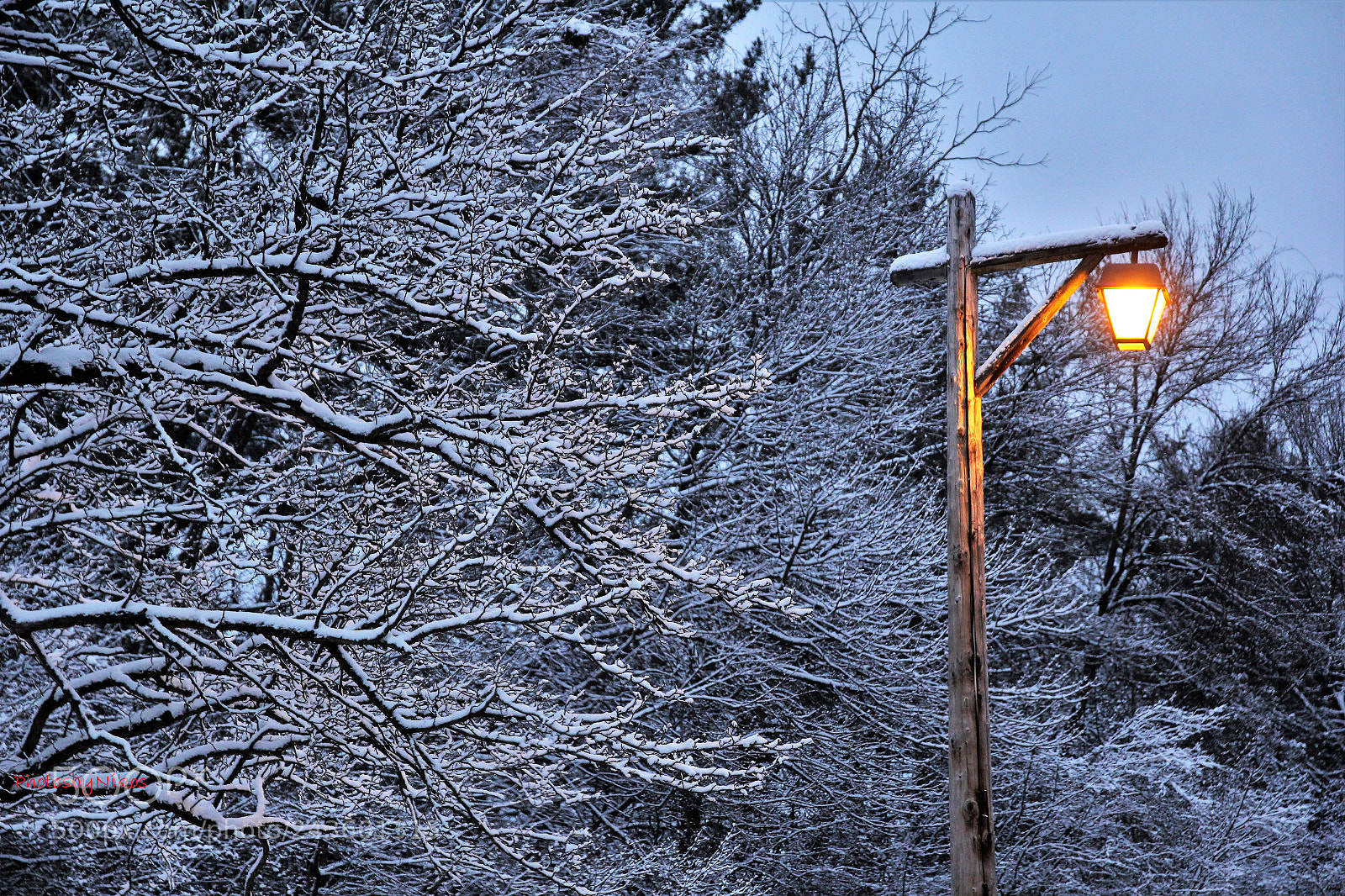 Canon EOS 60D sample photo. Walk in the park photography