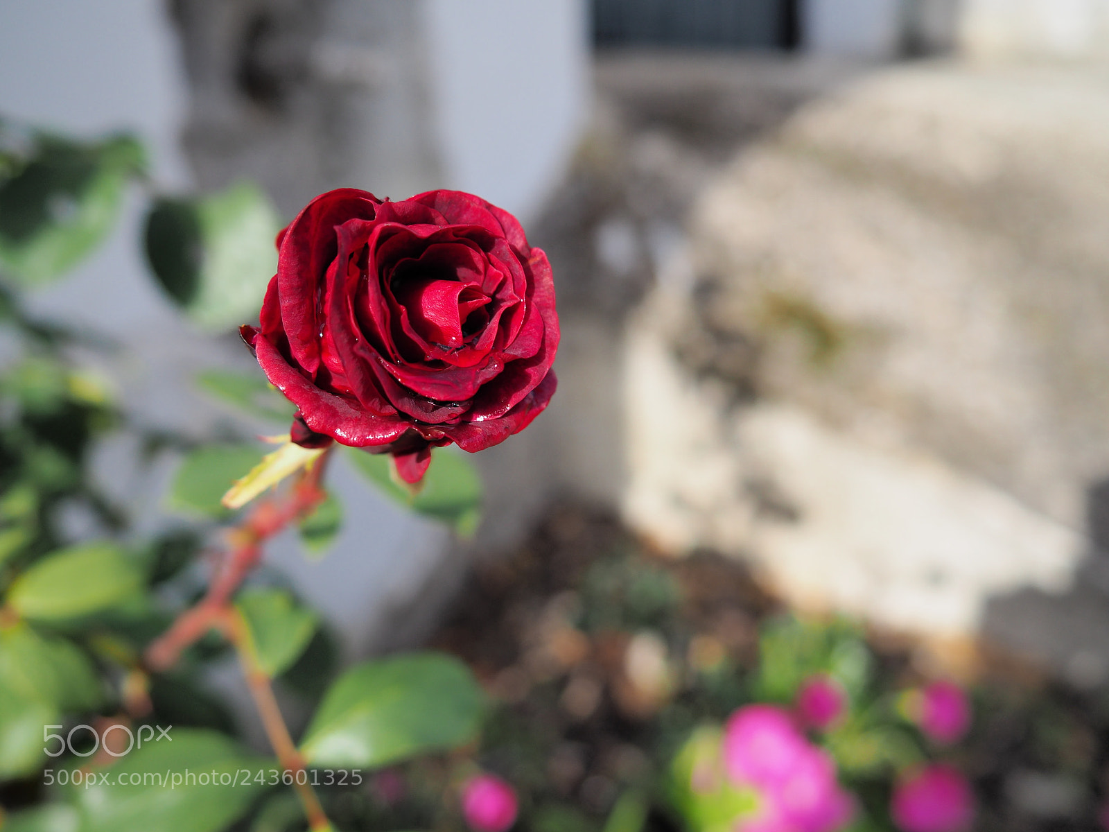 Olympus OM-D E-M10 II sample photo. Winter rose photography