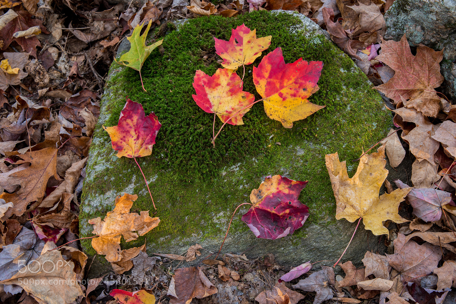 Nikon D500 sample photo. Colours photography