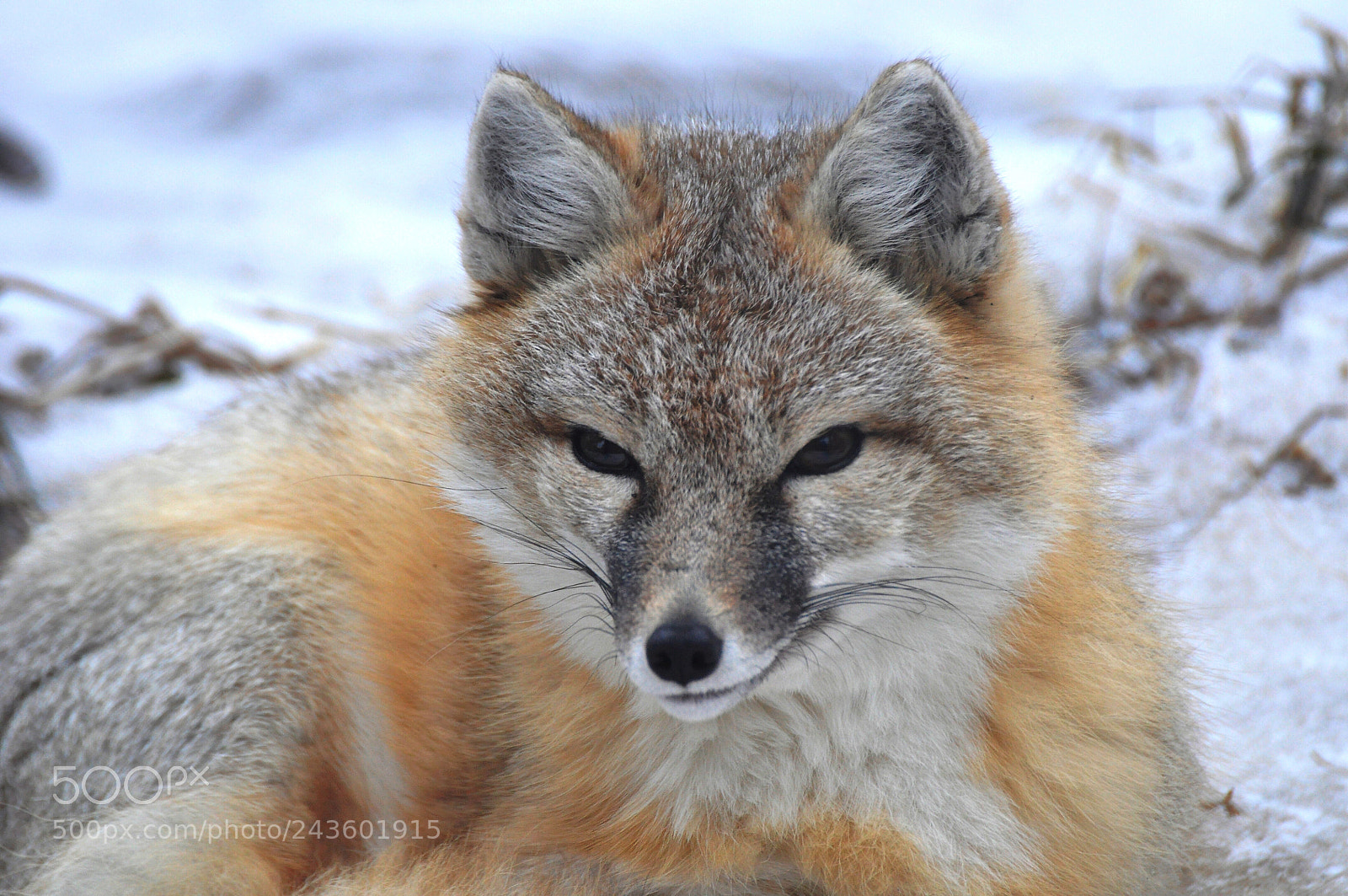 Nikon D90 sample photo. Fox photography