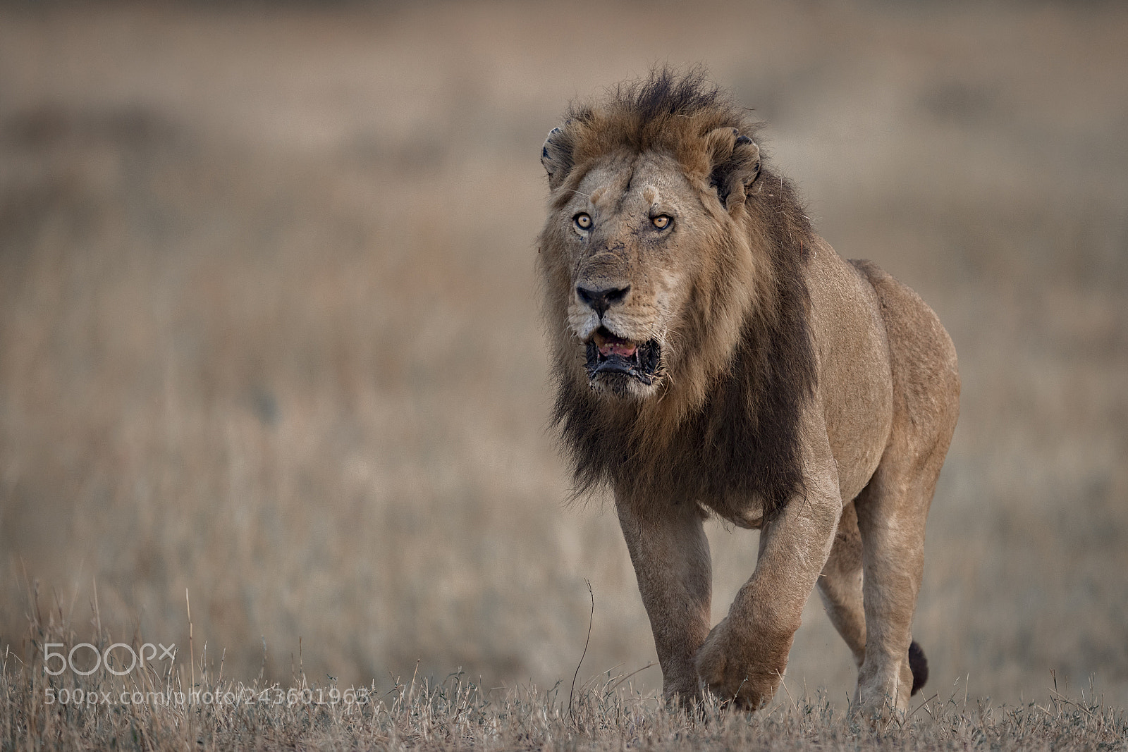 Nikon D5 sample photo. Lion king! photography