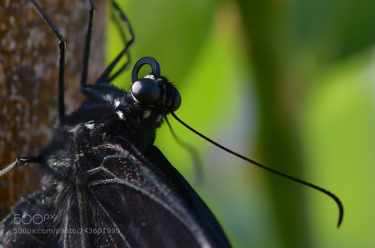 Nikon D850 sample photo. Close up and structural photography