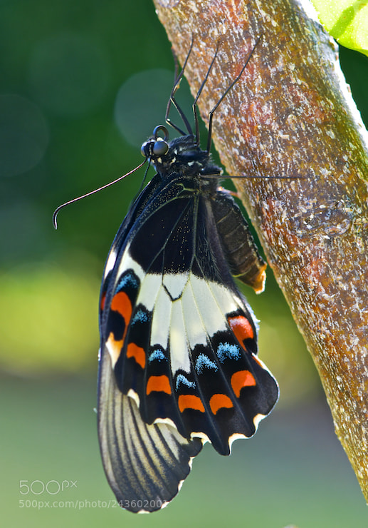 Nikon D850 sample photo. Resting butterfly photography
