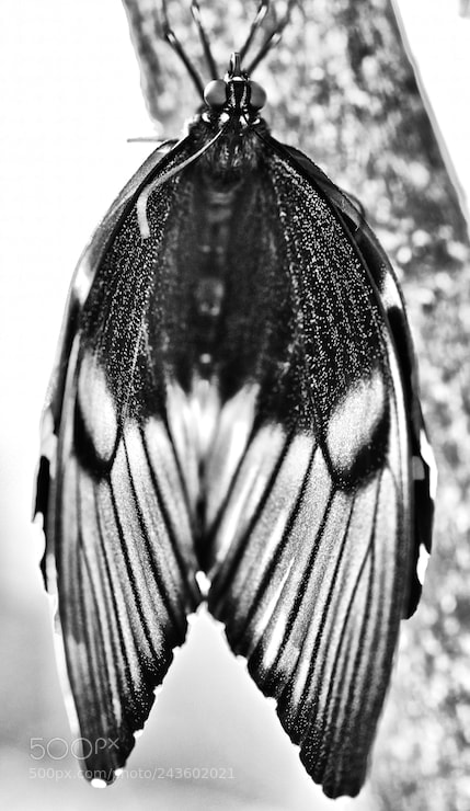 Nikon D850 sample photo. Black and white butterfly photography