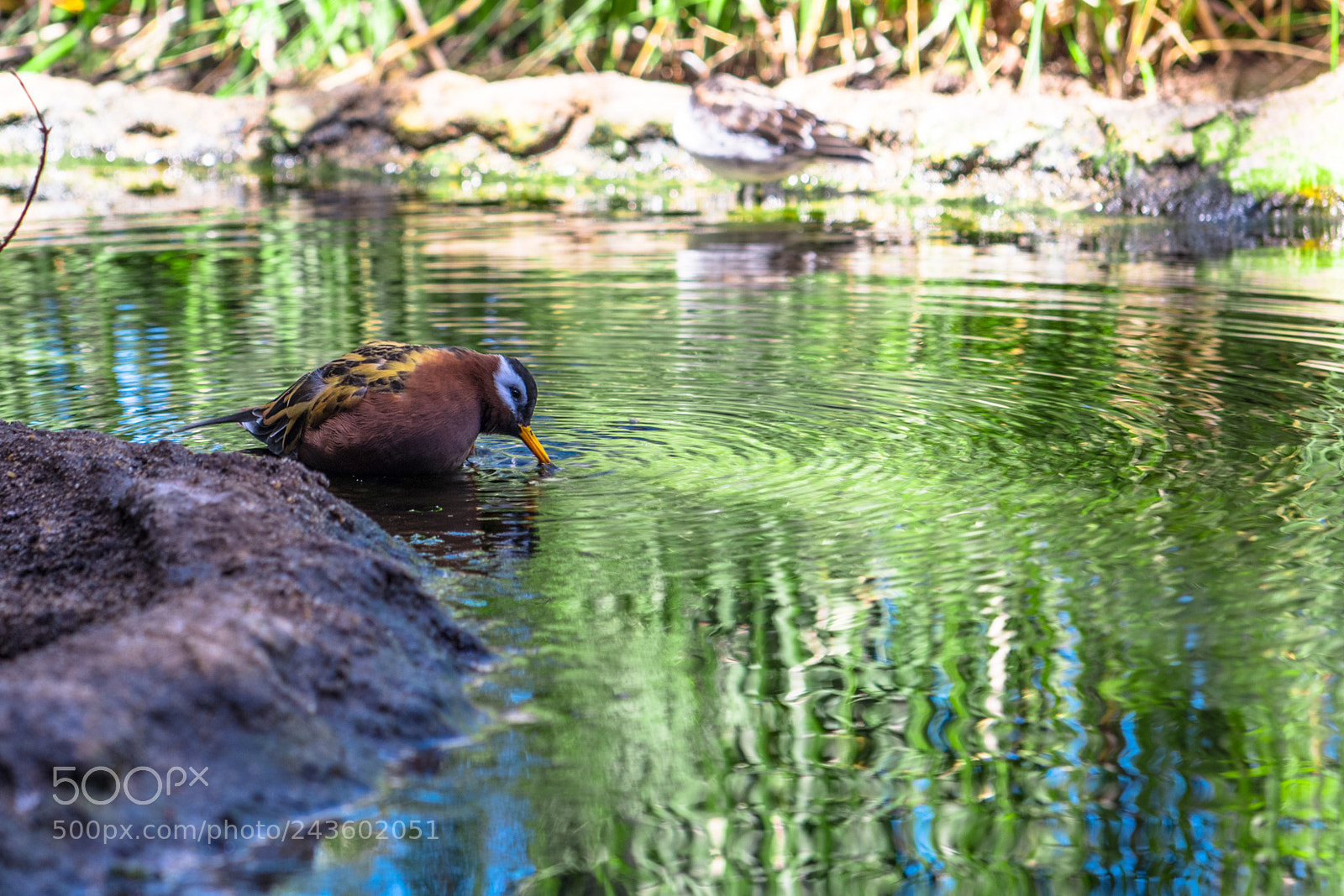 Nikon D810 sample photo. Bird photography