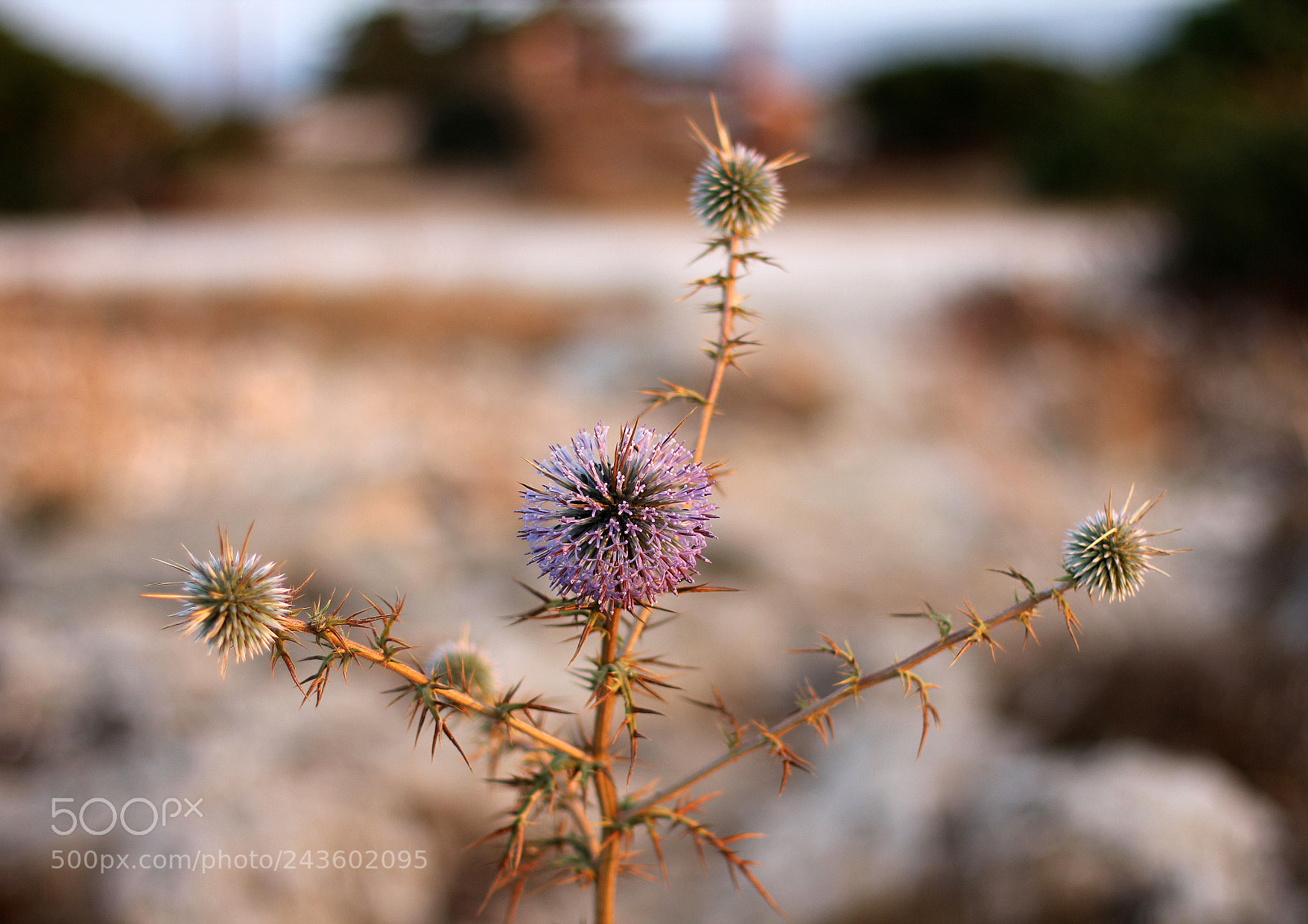 Canon EOS 60D sample photo. * * * photography