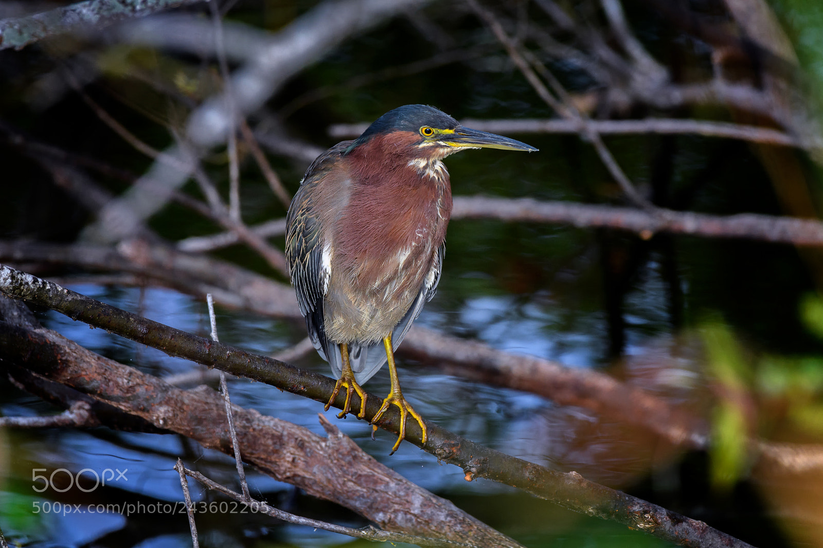 Nikon D5 sample photo. Green heron butorides virescens photography