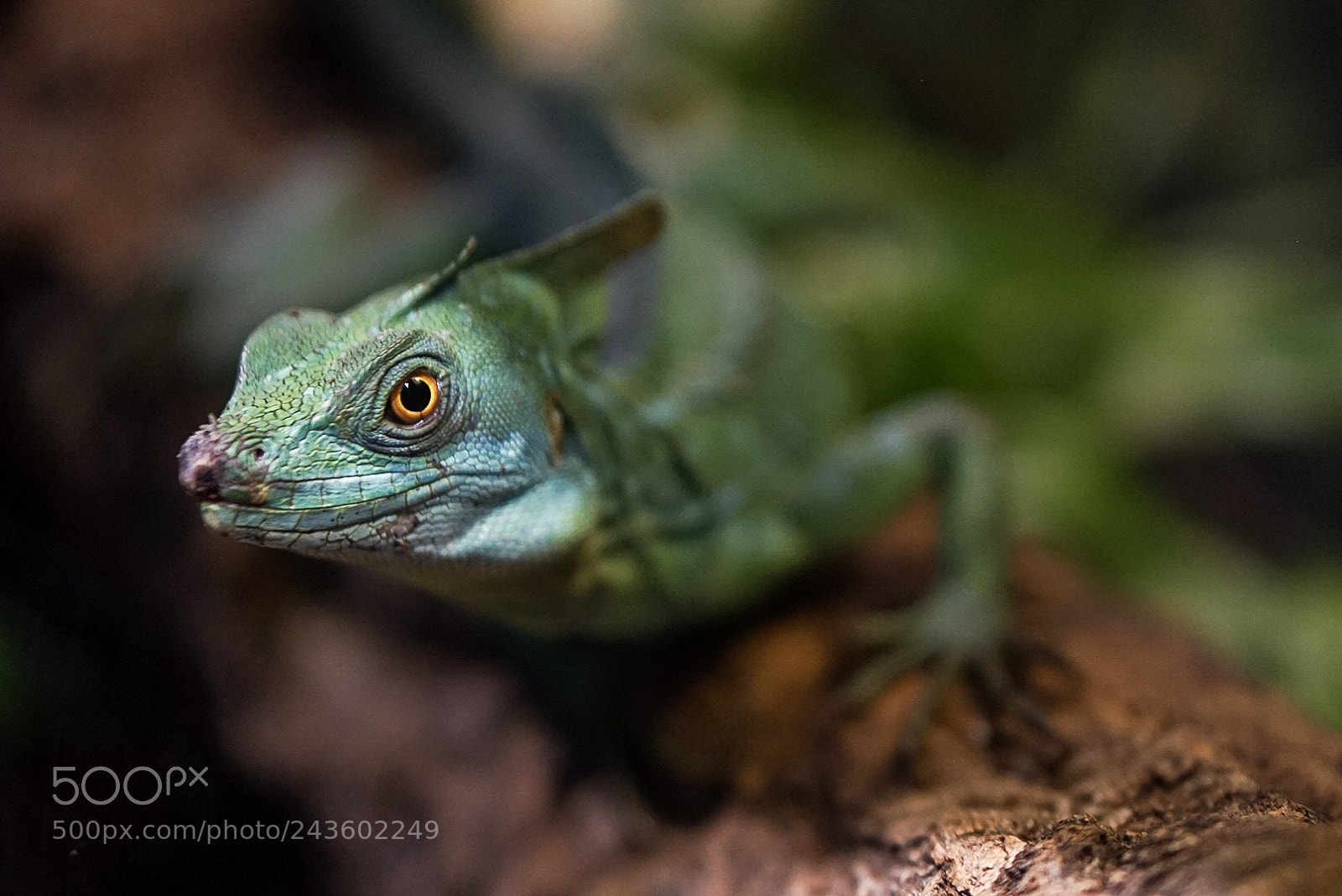 Sony a7 II sample photo. This little guy looks photography