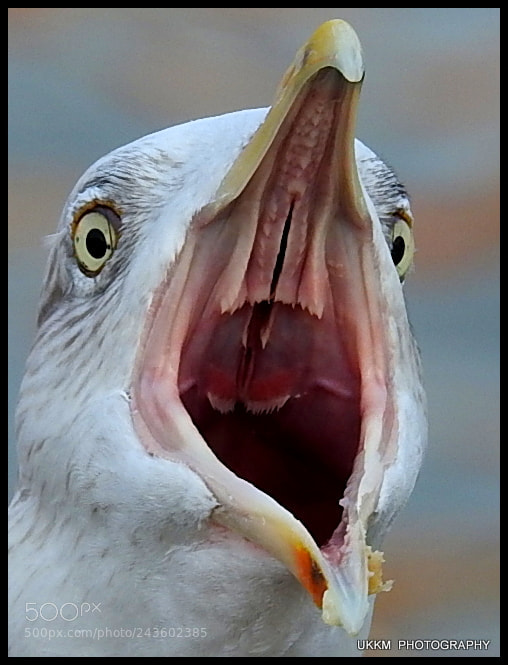 Nikon Coolpix P900 sample photo. Herring gull photography
