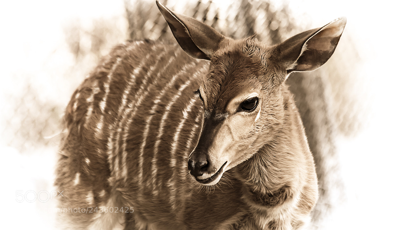 Canon EOS 700D (EOS Rebel T5i / EOS Kiss X7i) sample photo. Deer photography