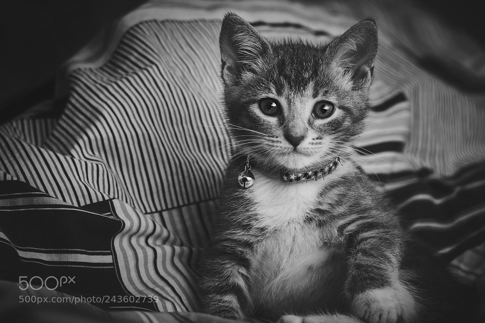 Fujifilm X-T20 sample photo. Grey times photography