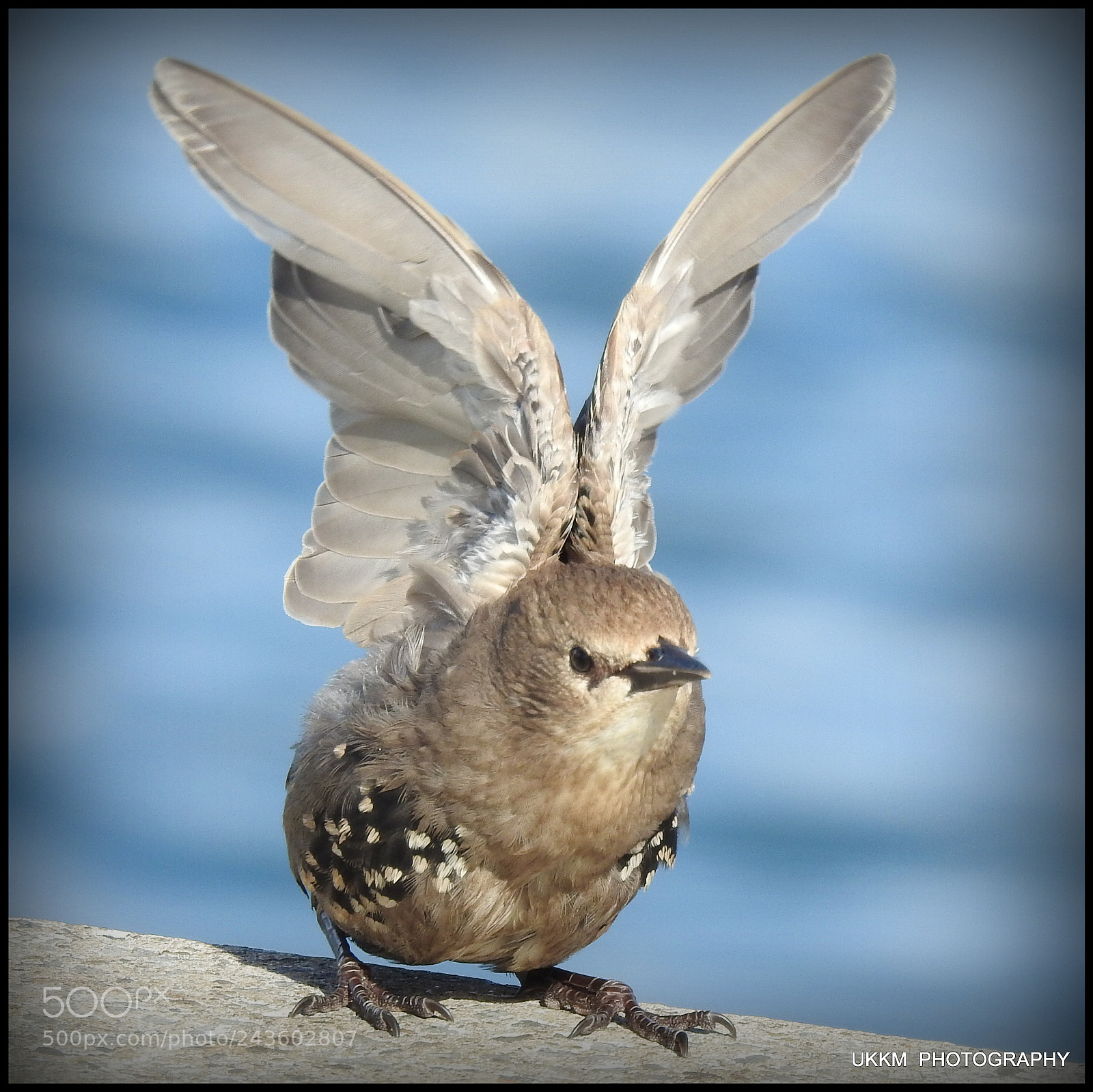 Nikon Coolpix P900 sample photo. Starling photography