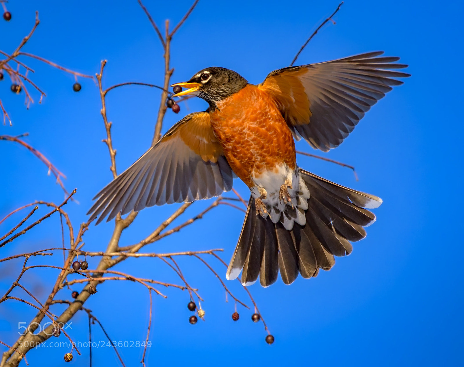 Nikon D500 sample photo. American robin photography