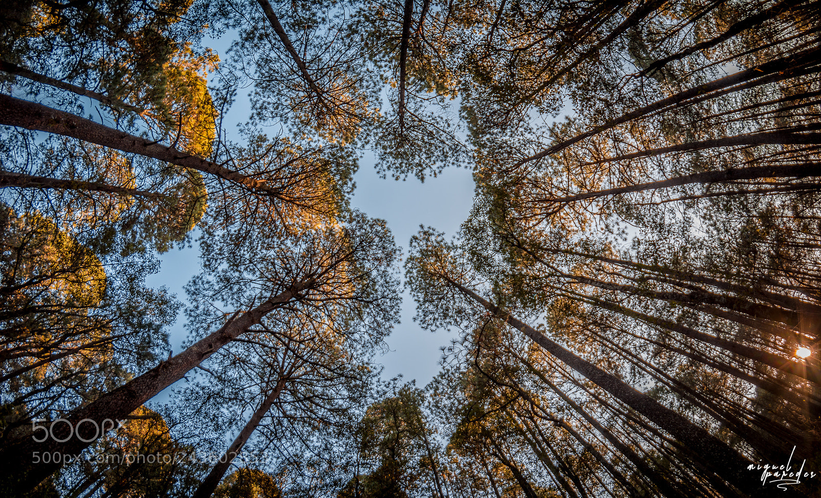 Nikon D7100 sample photo. Forest photography
